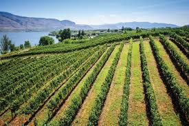 Visit wineries around the Okanagan including the Golden Mile near the Lodge at Palmer Lake